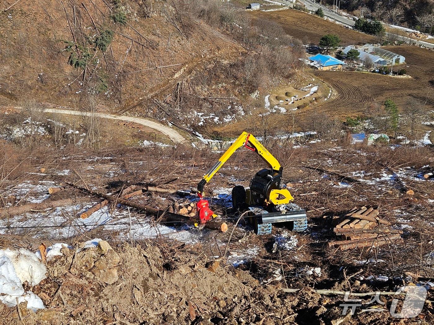 본문 이미지 - 고성능 입엄기계인 하이랜더를 활용한 목재 조재.(동부산림청 제공, 재판매 및 DB 금지) 2025.12.17/뉴스1