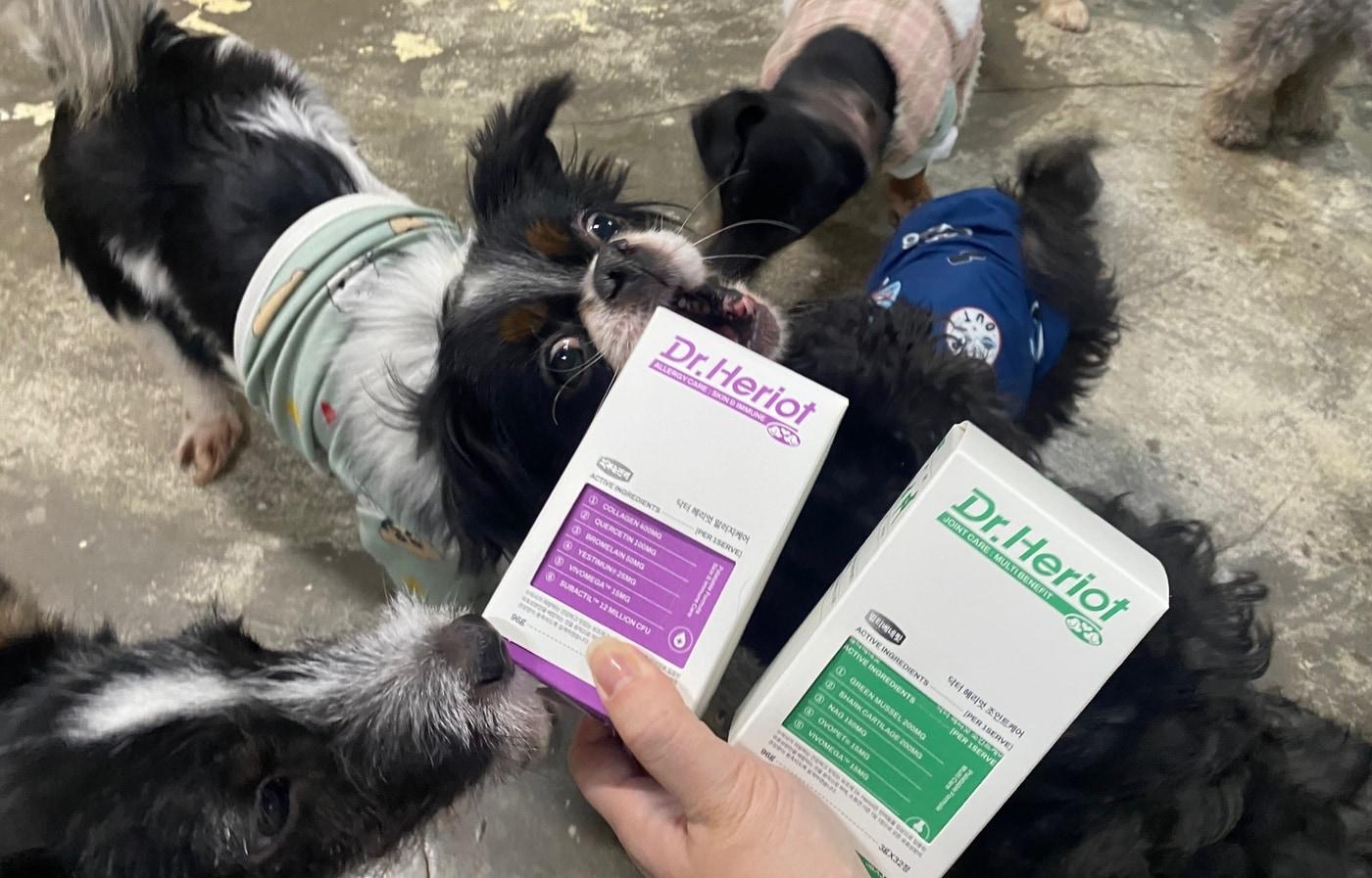 반려동물 라이프스타일 브랜드 '어반포즈'가 연말을 맞아 유기·학대 동물 보호를 위해 총 3000만 원 규모의 닥터헤리엇 영양제 후원을 진행했다(어반포즈 제공). ⓒ 뉴스1