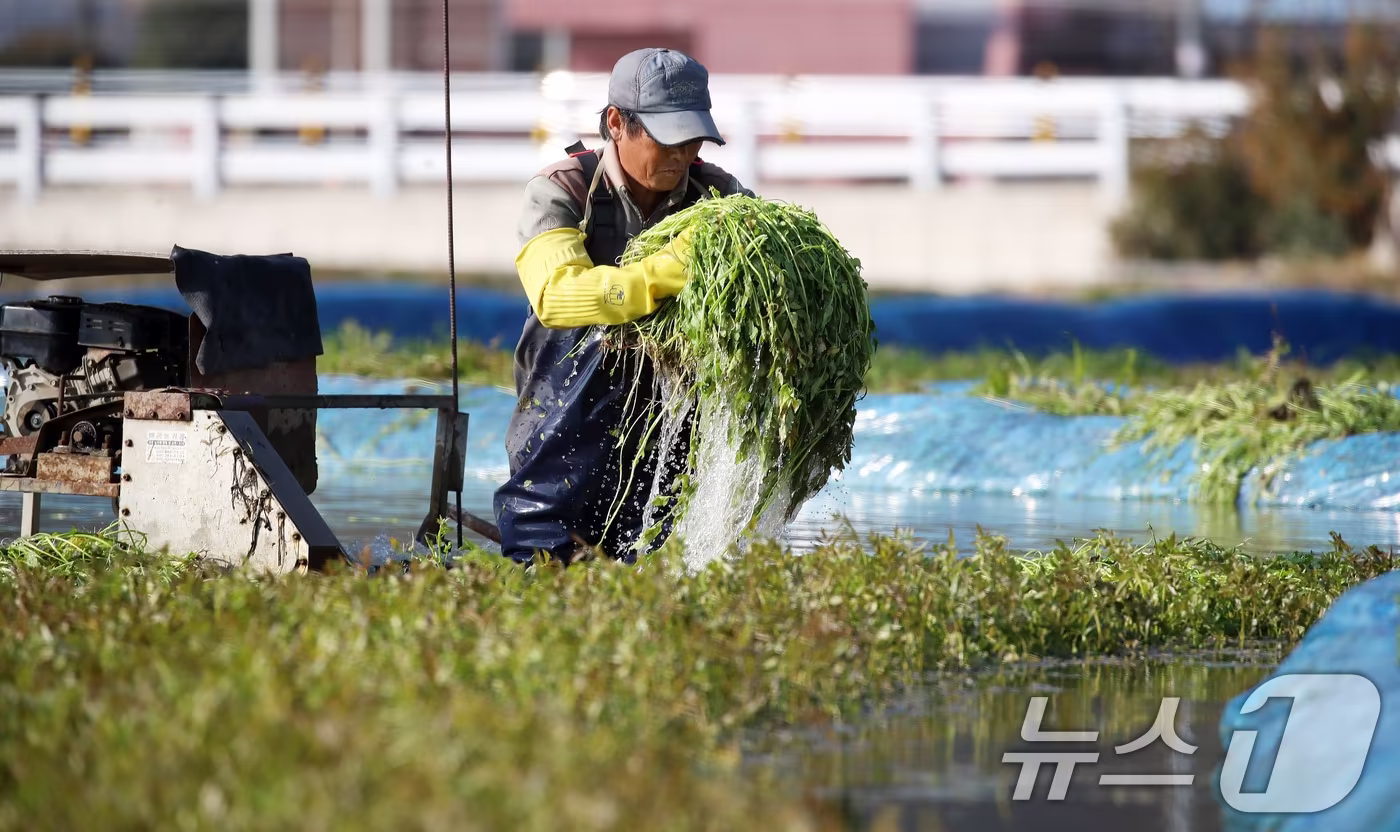 지난 17일 부산 기장군 철마면의 한 미나리꽝에서 농민이 겨울철 입맛을 돋우는 미나리를 수확하고 있다. 2025.12.17/뉴스1 ⓒ News1 윤일지 기자