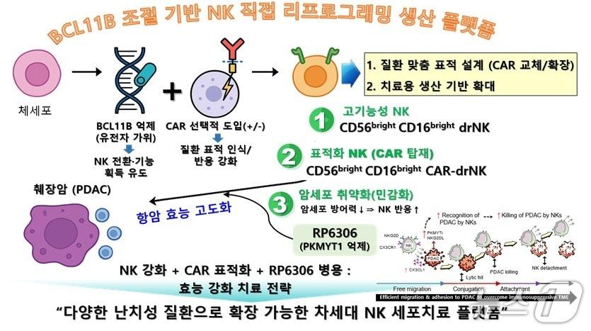 본문 이미지 - drNK 생산 및 활용 전략(생명연 제공) /뉴스1