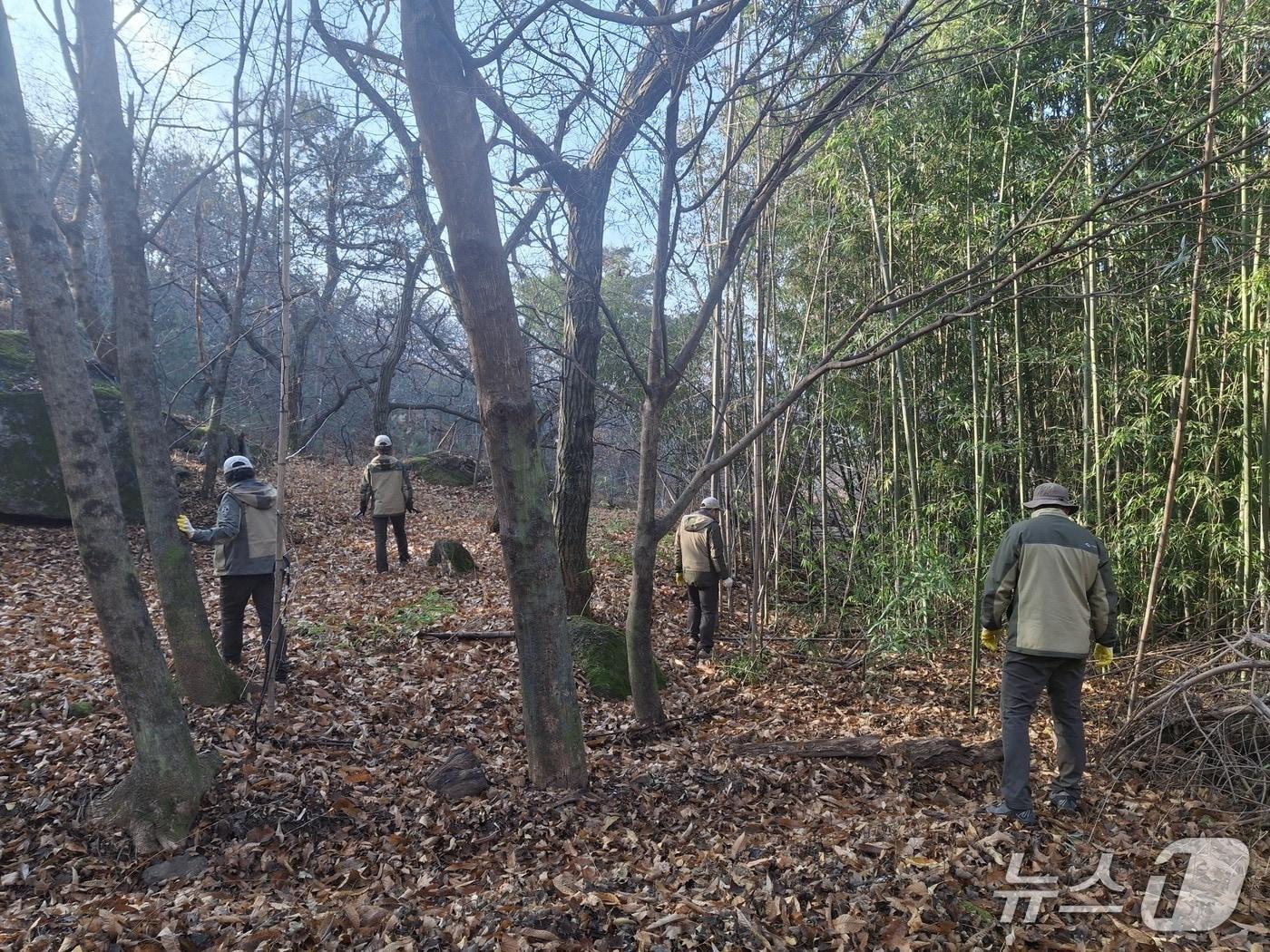 본문 이미지 - 지리산국립공원경남사무소는 지난 17일 지리산에서 불법엽구 수거 작업을 벌이고 있다(경남사무소 제공. 재판매 및 DB금지).