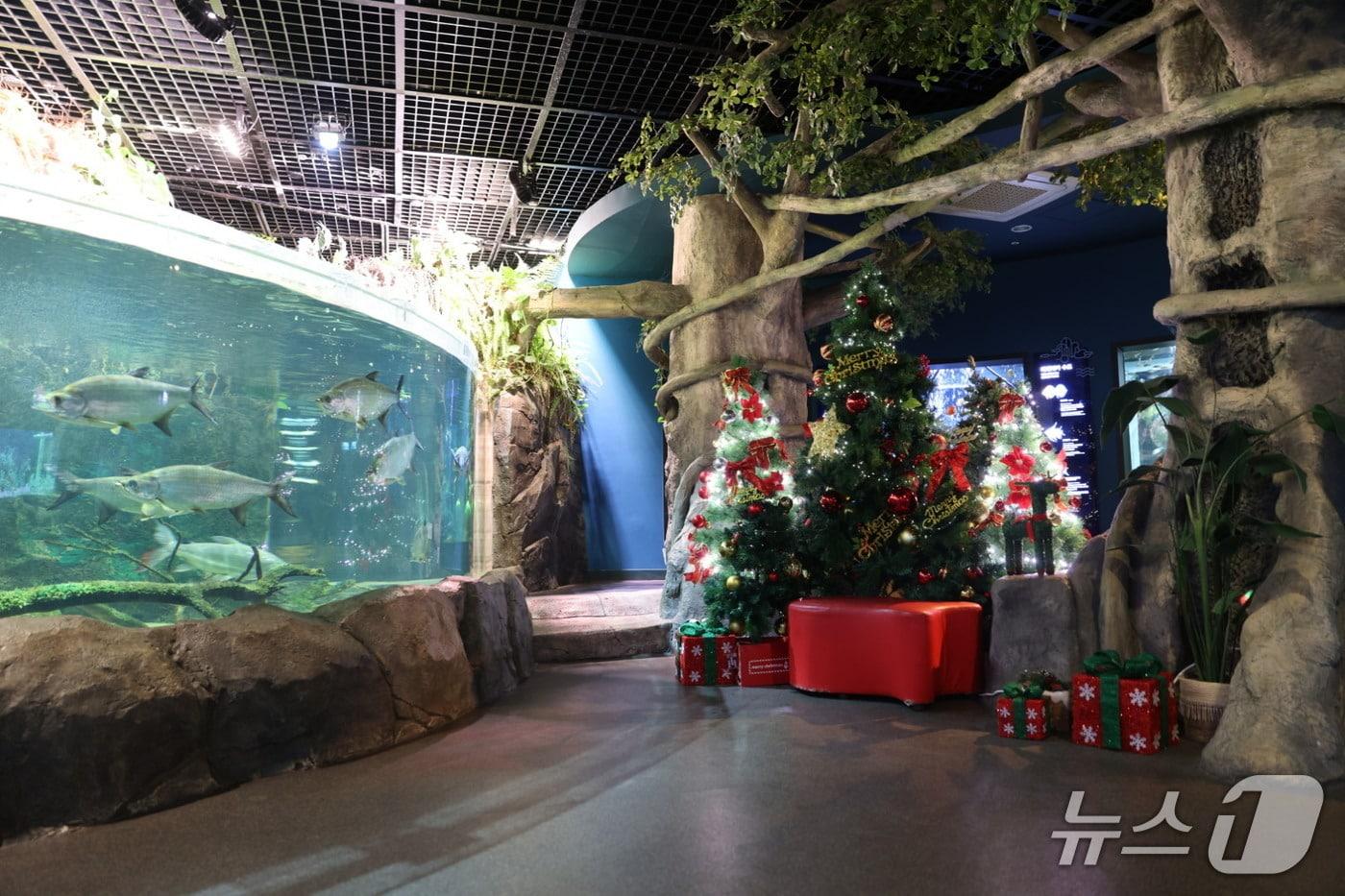 단양 다누리아쿠아리움.(단양군 제공. 재판매 및 DB금지) /뉴스1  