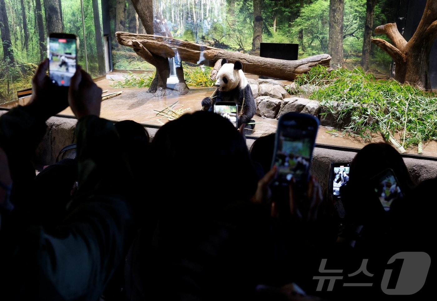 일본 도쿄 우에노 동물원을 방문한 관람객들이 내달 반환 예정인 자이언트 판다 레이레이를 촬영하고 있다. 2025.12.16 ⓒ 로이터=뉴스1 ⓒ News1 정은지 특파원