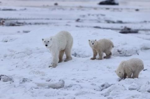 본문 이미지 - 어미를 잃은 새끼를 품어 키우고 있는 것으로 확인된 어미 북극금과 새끼들. /인스타그램 @polarbearsinternational