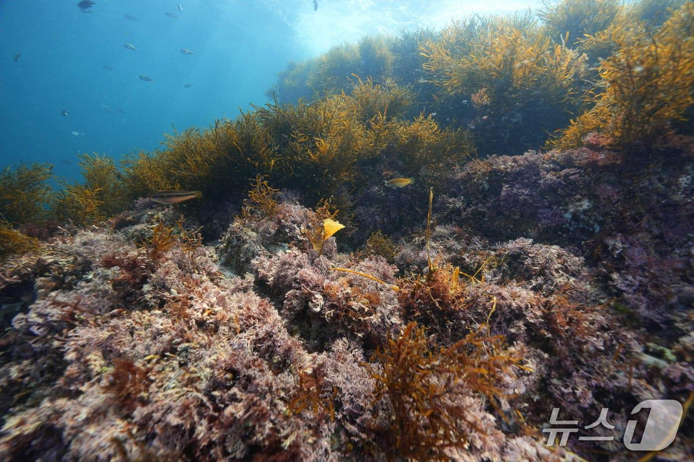통영 욕지면 국도 연안 바다.(통영시 제공. 재판매 및 DB금지)