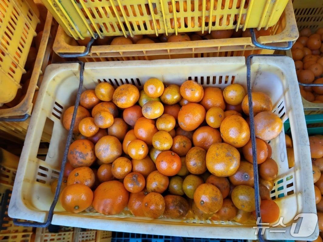 본문 이미지 - SNS를 통해 직거래되던 상품외감귤.(서귀포시 제공, 재판매 및 DB 금지)