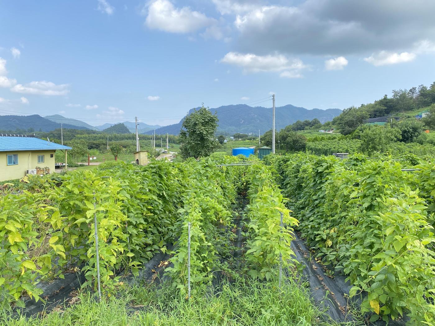 본문 이미지 - 도두꼬투리 재배지 (농촌진흥청 제공. 재판매 및 DB금지) 2025.12.18 /뉴스1도두꼬투리 재배지 (농촌진흥청 제공. 재판매 및 DB금지) 2025.12.18 /뉴스1