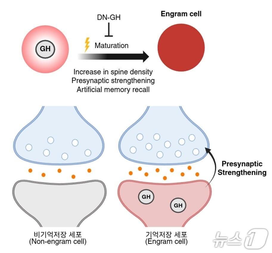 본문 이미지 - 성장호르몬(GH)에 의한 기억저장 세포의 성숙(IBS 제공) /뉴스1