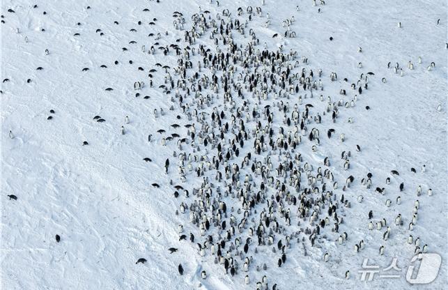 본문 이미지 - 쿨먼섬 황제펭귄 번식지(극지연구소 제공)