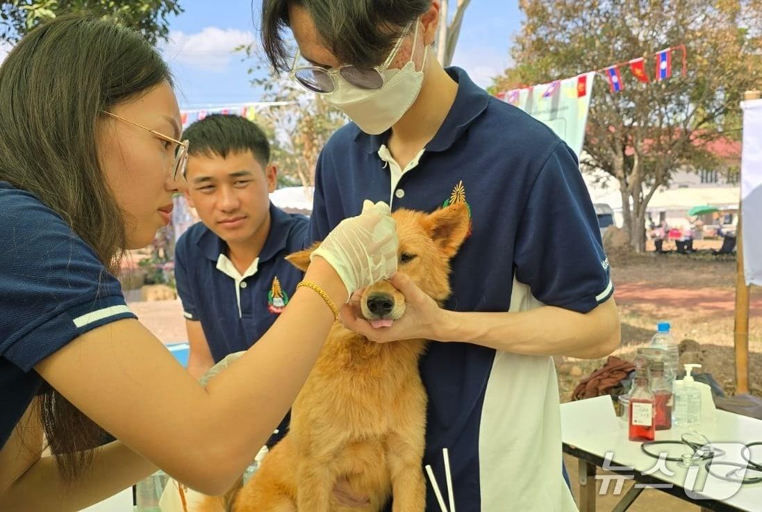 본문 이미지 - 국경없는 수의사회 라오스지부는 라오스 국립대와 함께 광견병 백신 캠페인을 진행했다(수의사회 제공). ⓒ 뉴스1