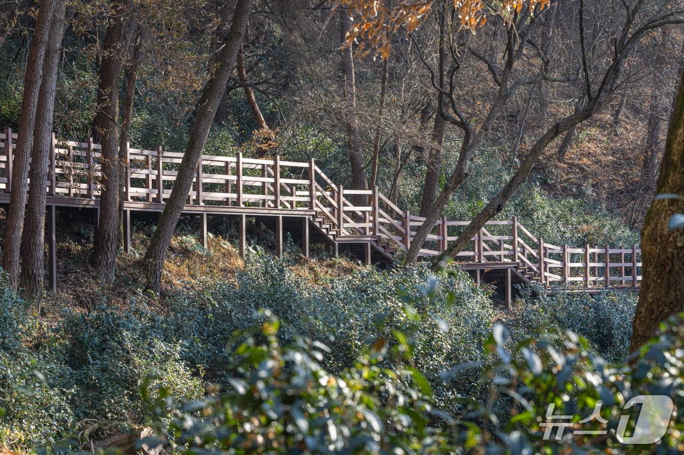본문 이미지 - 국가 산림문화자산으로 지정된 전북 익산시 함라산 야생차 군락지.(익산시 제공. 재판매 및 DB 금지)