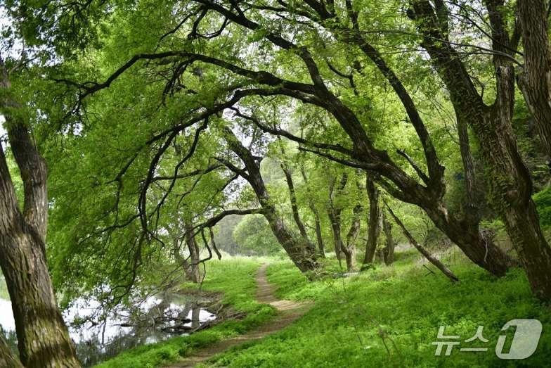 본문 이미지 - 금호강 팔현습지에 형성된 왕버들 군락지(대구환경운동연합 제공. 재판매 및 DB금지)