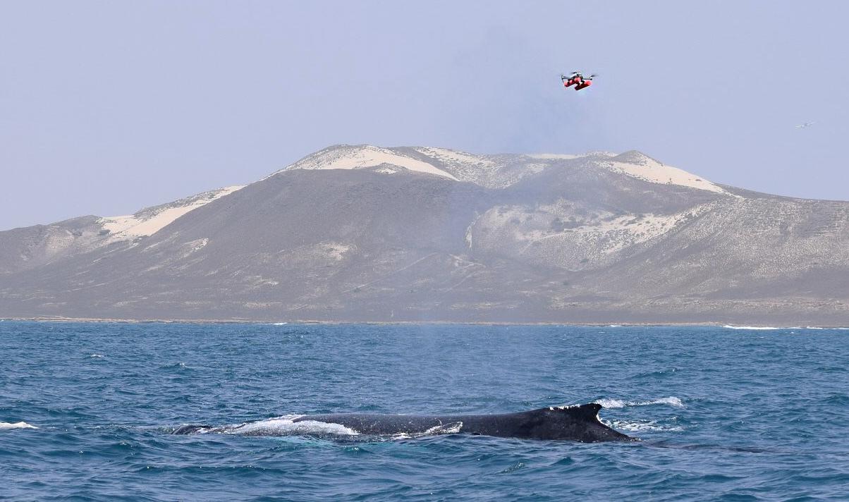 본문 이미지 - (출처=노르웨이 노르드 대학교)