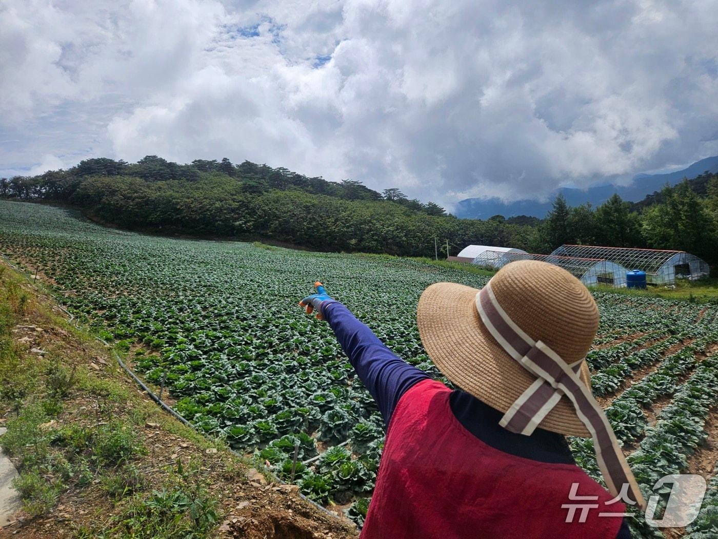 본문 이미지 - 강원 강릉 안반데기 한 배추밭에서 농민이 더위와 물 부족에 생육이 부진한 배추를 가리키고 있다.(뉴스1 DB) 한귀섭 기자