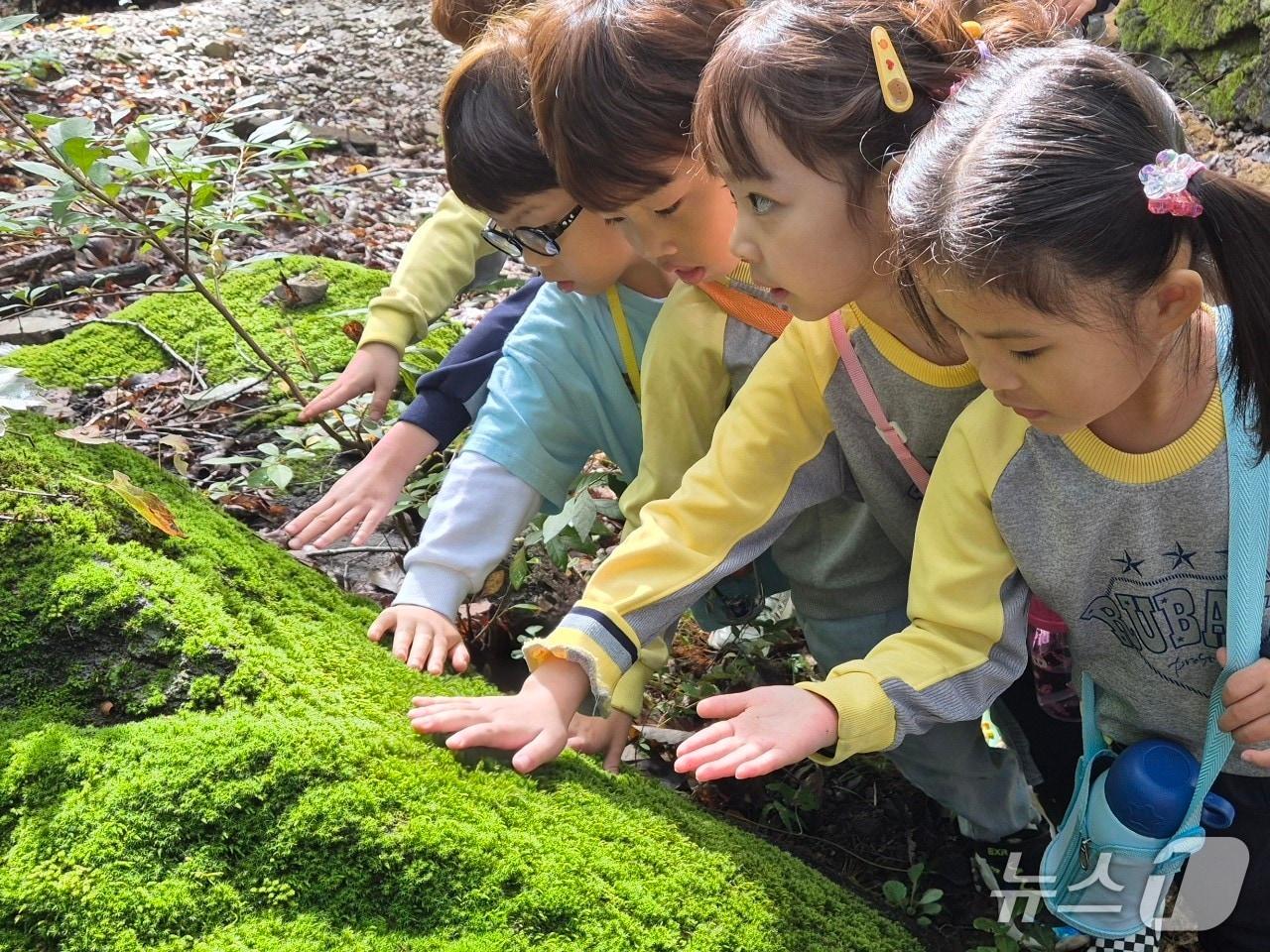 본문 이미지 - 만 3~5세 아이들이 숲속 바위에 자란 이끼를 손으로 만지며 촉감을 느껴보는 모습. (산림청 한국산림복지진흥원 국립칠곡숲체원 제공. 재판매 및 DB금지)/뉴스1