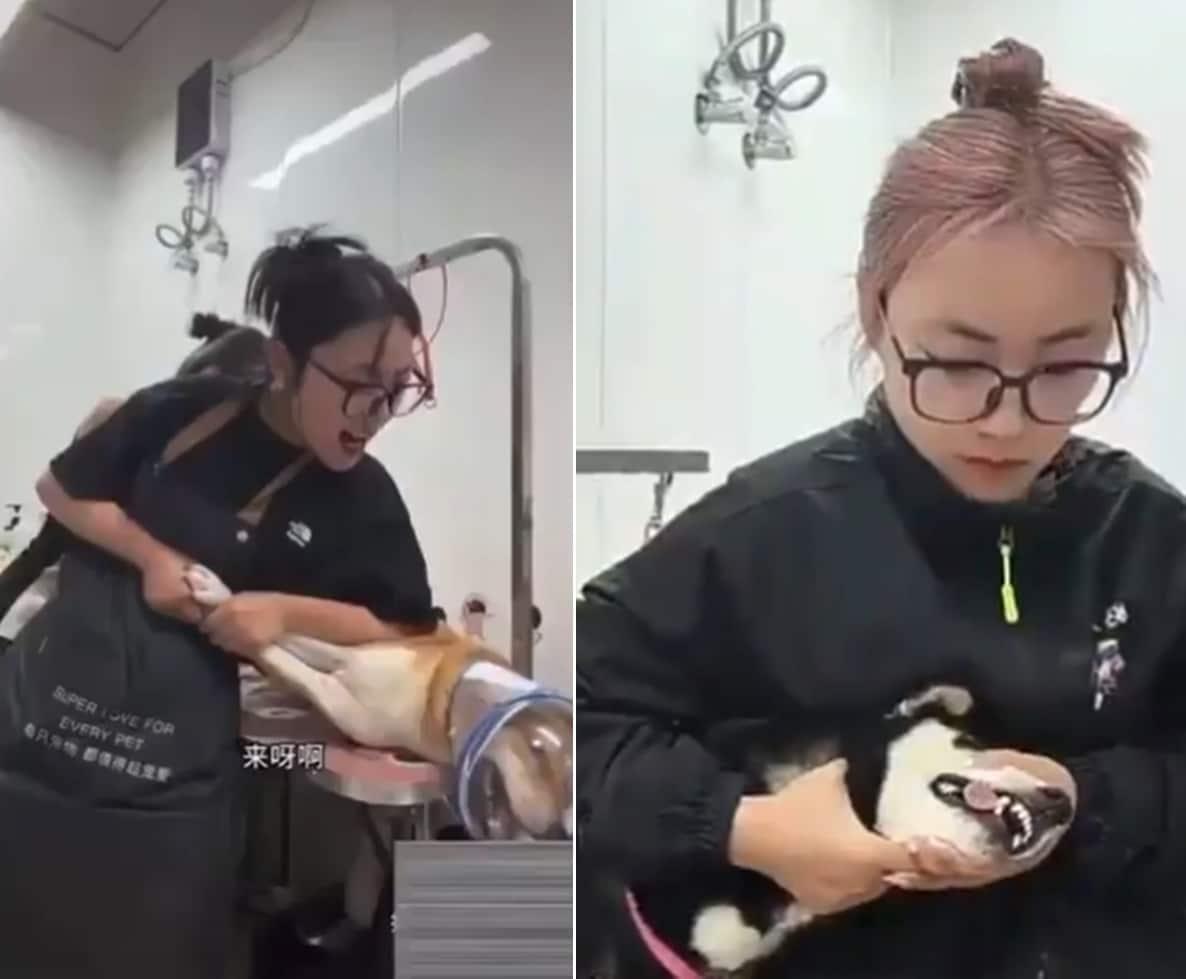 일본 개는 맞아야