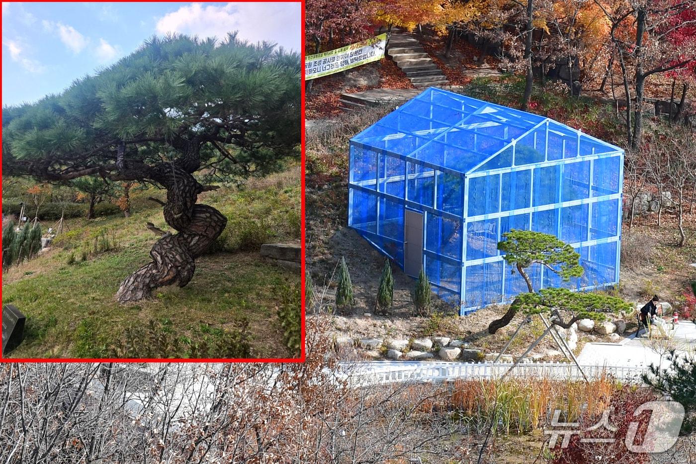 경북 포항시가 2005년 9월 포항시청 신청사 준공을 기념해 심은 소나무를 보호하기 위해 특수제작한 그물망 하우스를 설치했다. 2025.12.2/뉴 스1 최창호 기자  