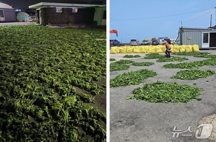 본문 이미지 - 수거, 건조된 구멍갈파래 (수과원 제공. 재판매 및 DB금지)