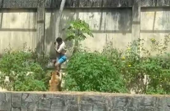 본문 이미지 - 제르손 지 멜루 마샤두가 지난달 30일 오전 한 동물원에서 의도적으로 암사자 우리에 침입해 사망했다고 AFP 통신이 보도했다. &#40;소셜미디어 엑스 @AGazetaES&#41;