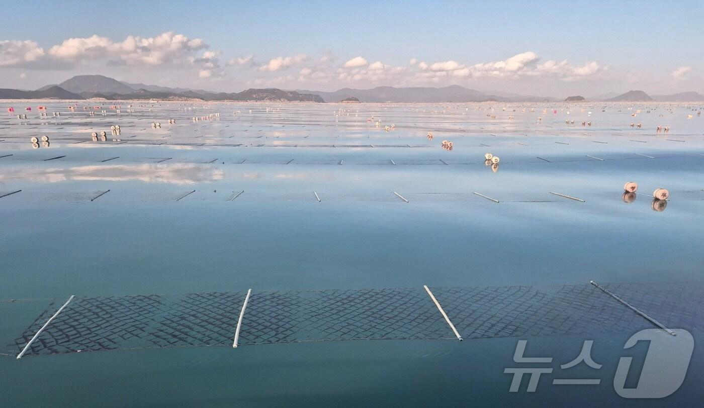 고흥군 김 양식장 모습. (고흥군 제공. 재판매 및 DB금지) ⓒ News1 김성준 기자