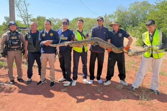 본문 이미지 - 태국 탐본 나이무앙에서 개를 삼킨 3m 길이의 비단뱀이 포획됐다가 다시 야생으로 풀려났다고 방콕포스트가 1일&#40;현지시간&#41; 보도했다. &#40;방콕포스트&#41;