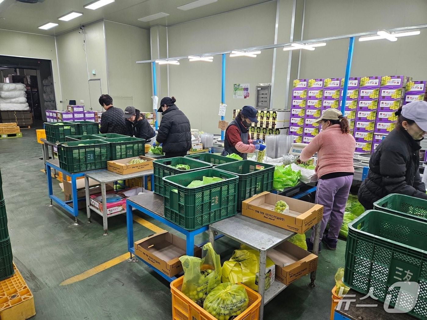 본문 이미지 - 공공형 외국인 계절근로자 일손 돕기 장면&#40;영동군 제공. 재판매 및 DB금지&#41; /뉴스1 