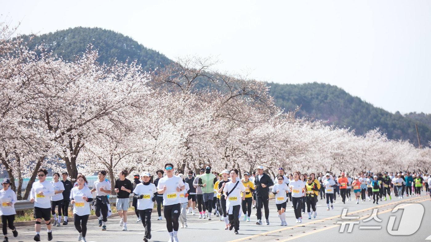 합천벚꽃마라톤대회 전경(합천군 제공. 재판매 및 DB금지)
