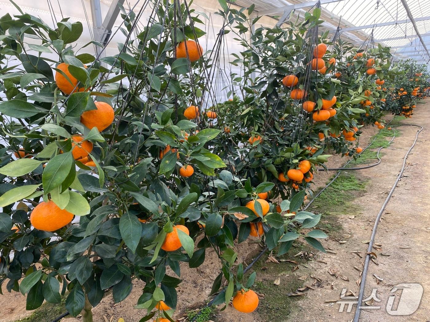 본문 이미지 - 청주시농업기술센터는 상당구 가덕면의 한 농가가 레드향을 수확해 본격적인 출하에 들어갔다. (청주시 제공. 재판매 및 DB금지)./뉴스1 