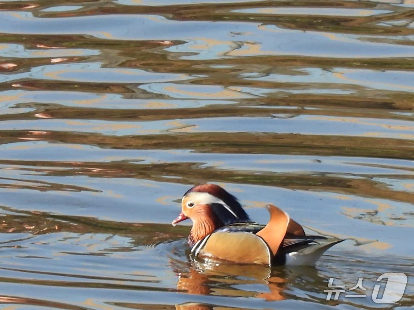 본문 이미지 - 월동을 위해 올해도 안양천을 찾아온 원앙.(안양시 제공. 재판매 및 DB금지)/뉴스1