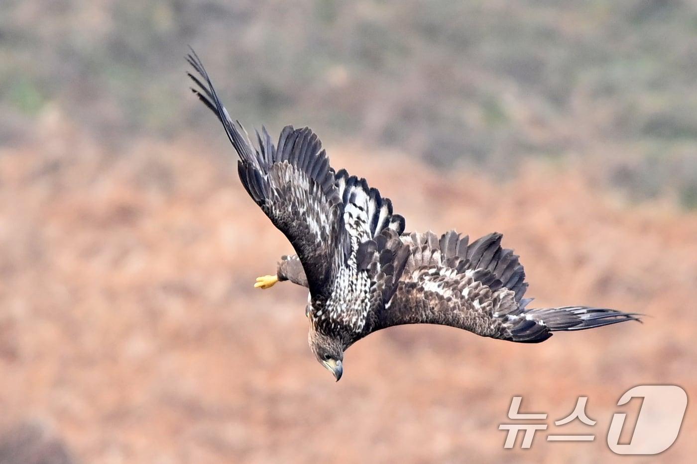 20일 천연기념물 제243-4호이자 환경부 멸종위기 야생생물 I급인 흰꼬리수리가 경북 고령군 우곡리에 있는 독수리 식당 인근에서 먹잇감 사냥을 위해 급강하하고 있다. 2025.12.20/뉴스1 ⓒ News1 최창호 기자