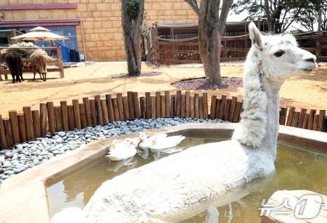 본문 이미지 - 알파카 자료사진, 기사와 무관/뉴스1 DB