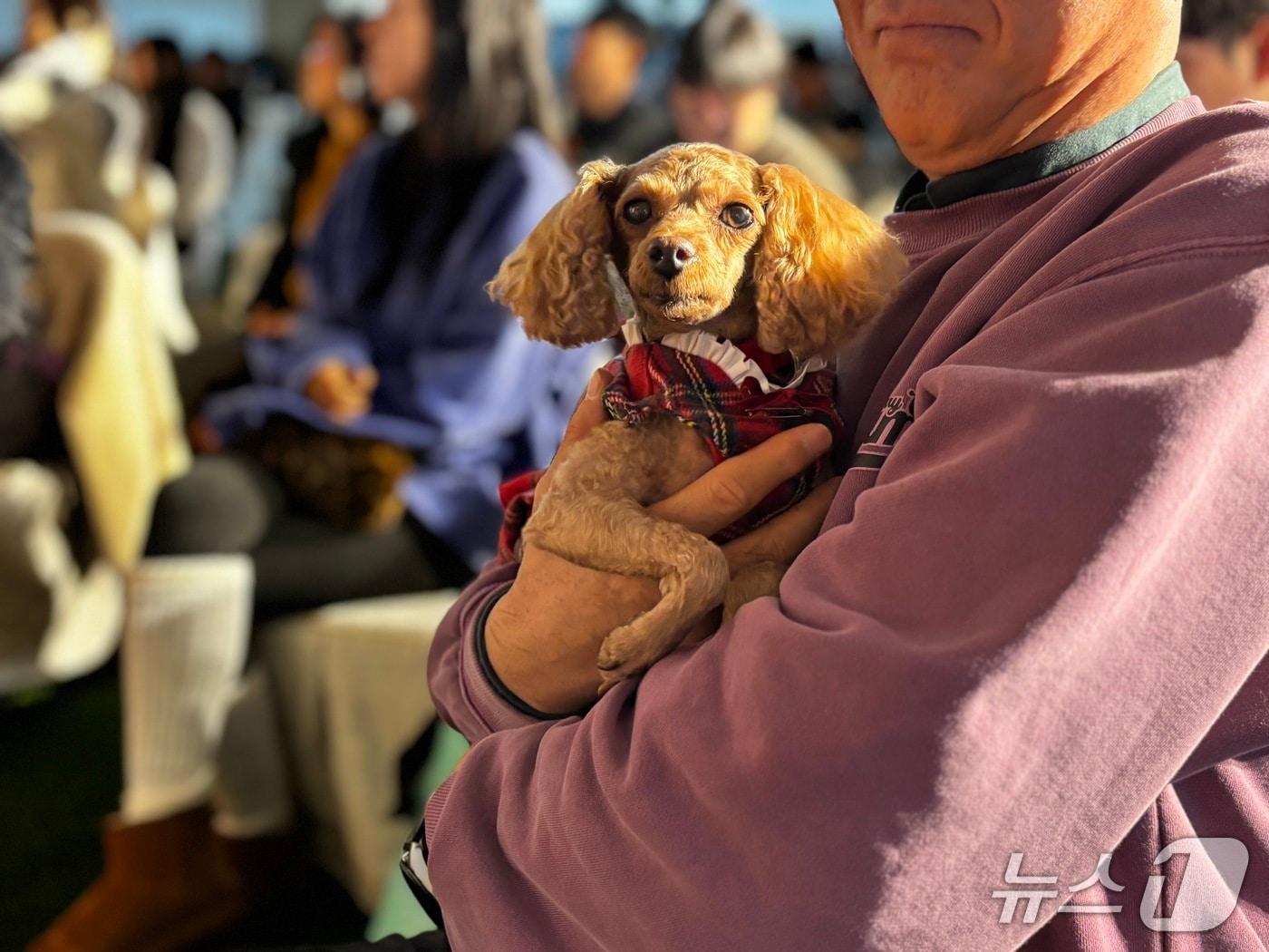 본문 이미지 - 지난 20일 경기 '반려마루 여주'에서 열린 홈커밍데이에 참가한 입양 반려견. (경기도 제공, 재판매 및 DB금지)
