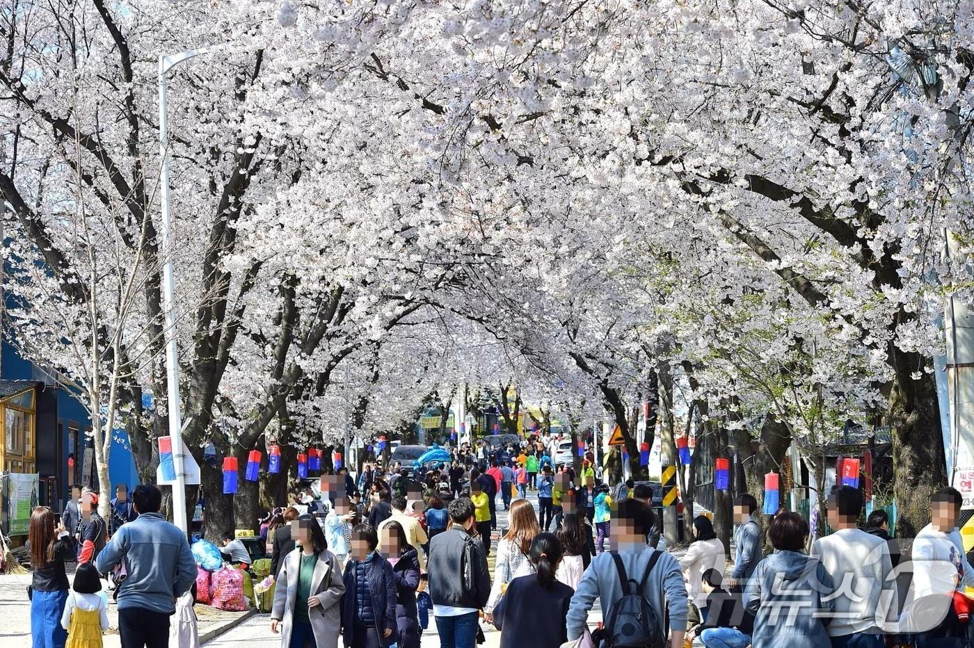  제천 청풍면 청풍호 벚꽃.(제천시 제공. 재판매 및 DB금지)/뉴스1