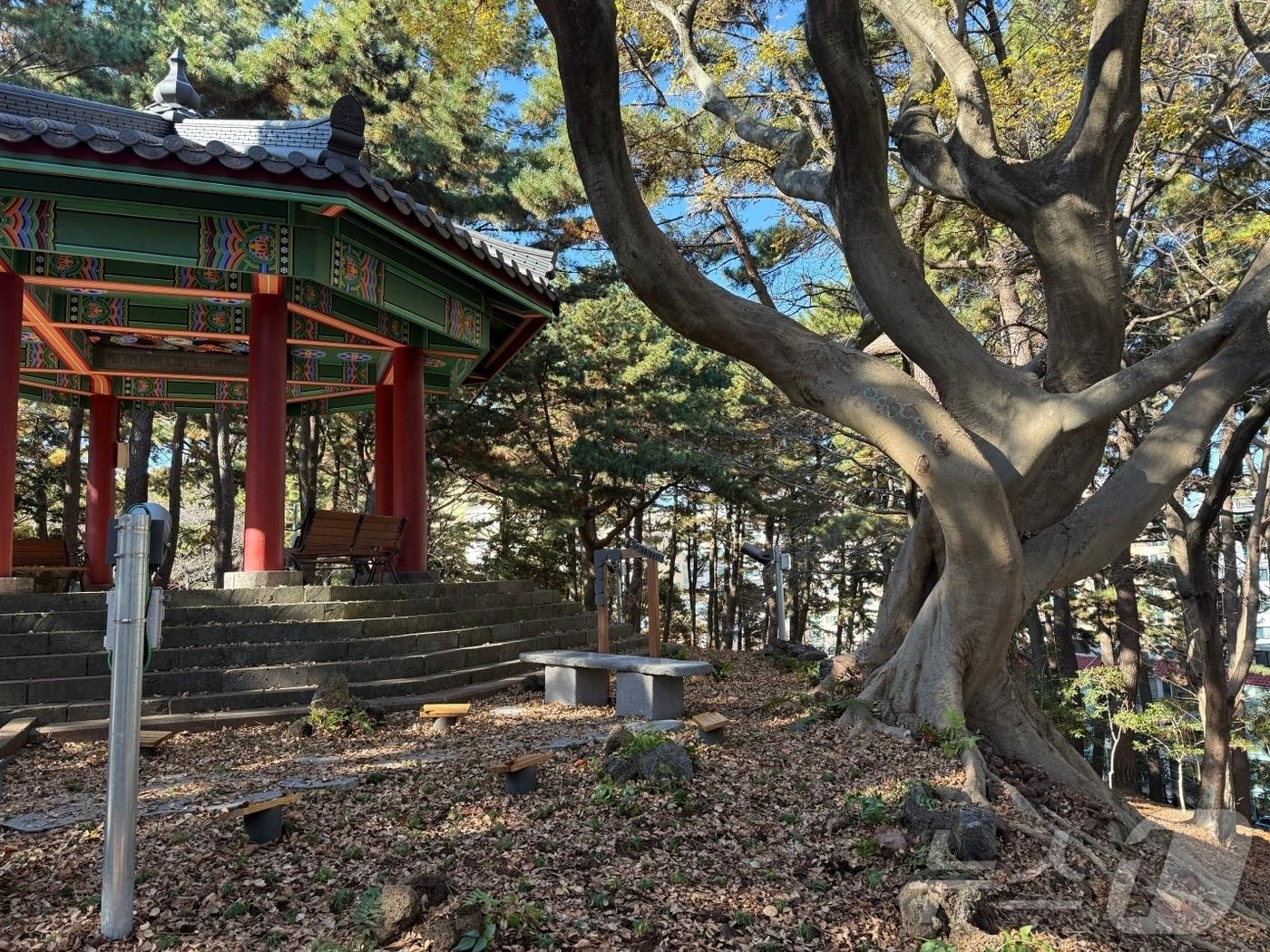 본문 이미지 - 제주시 연동 삼무공원에서 발견된 팽나무 연리목(連理木). 연리목은 두 그루의 나무가 서로를 감싸 안으며 하나의 나무처럼 자란 것을 말한다.(제주시 제공. 재판매 및 DB 금지) ⓒ News1 홍수영 기자