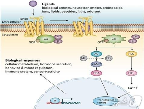 본문 이미지 - GPCR 구조, 작용 원리 및 신호전달 경로 (Comparative Biochemistry and Physiology Part C Toxicology & Pharmacology 256, 109297 제공.재판매 및 DB금지) /뉴스1