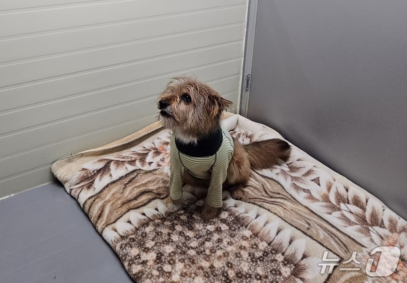 기증 받은 모포로 겨울을 보내고 있는 보호견(팅커벨프로젝트 제공) ⓒ 뉴스1