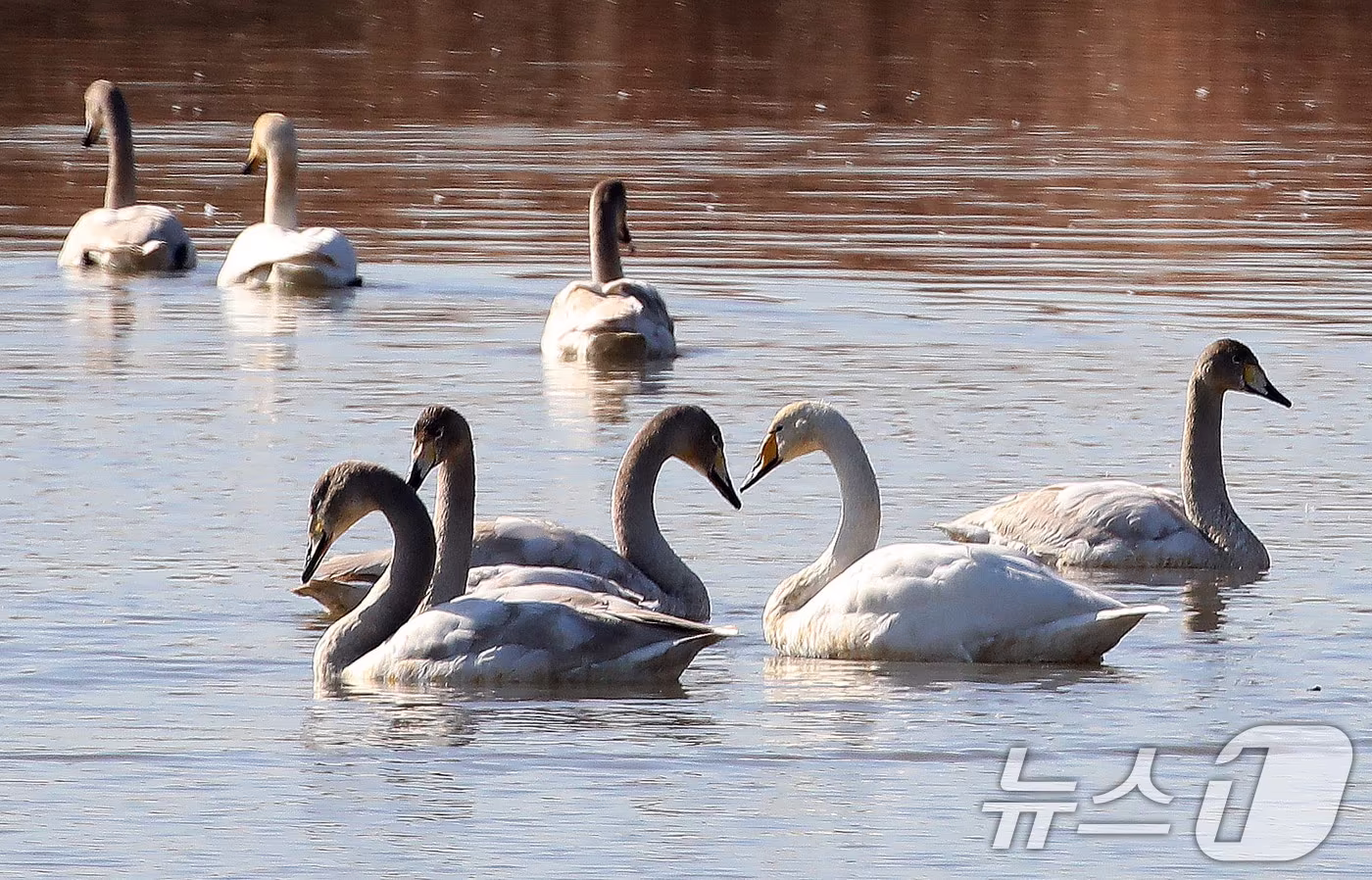 22일 부산 강서구 대저대교 건설 예정지 낙동강 인근에서 천연기념물 제201-2호인 큰고니들이 휴식을 취하고 있다. 2025.12.22/뉴스1 ⓒ News1 윤일지 기자
