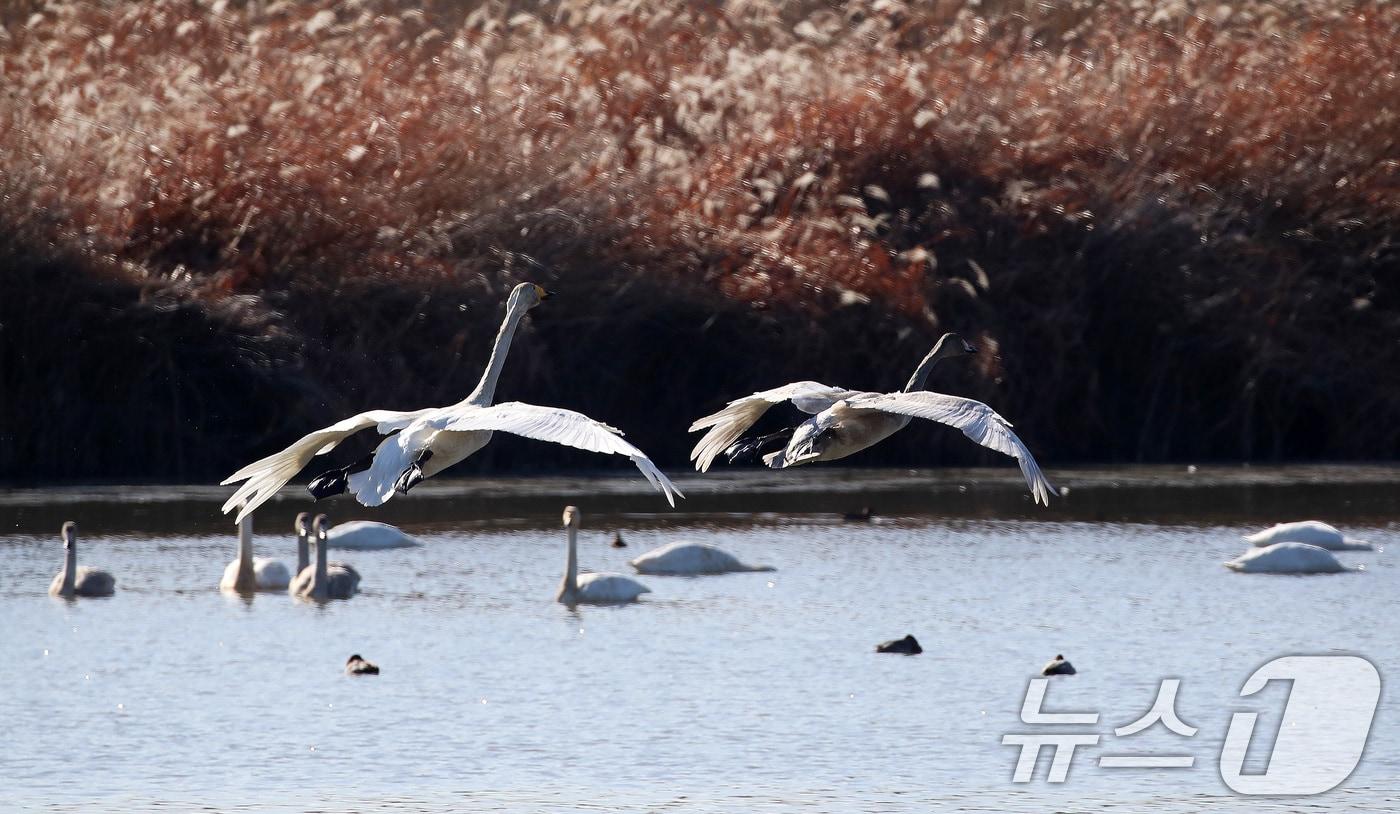 22일 부산 강서구 대저대교 건설 예정지 낙동강 인근에서 천연기념물 제201-2호인 큰고니들이 비행하고 있다. 2025.12.22/뉴스1 ⓒ News1 윤일지 기자