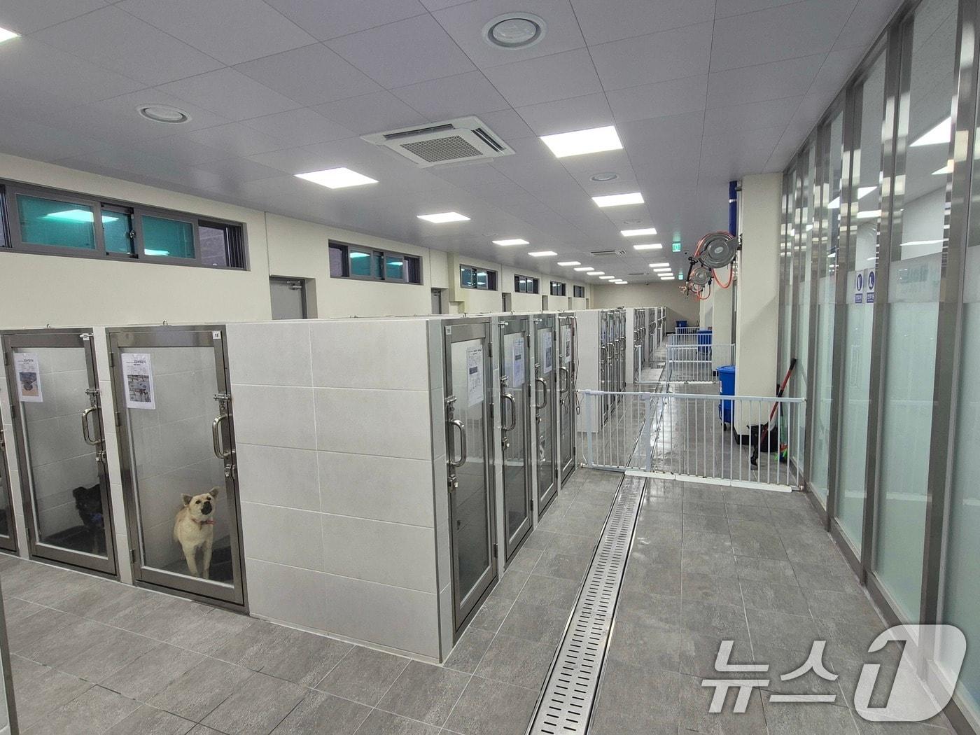 본문 이미지 - 구미시 애니멀케어센터(구미시 제공)/뉴스1 ⓒ News1 정우용 기자