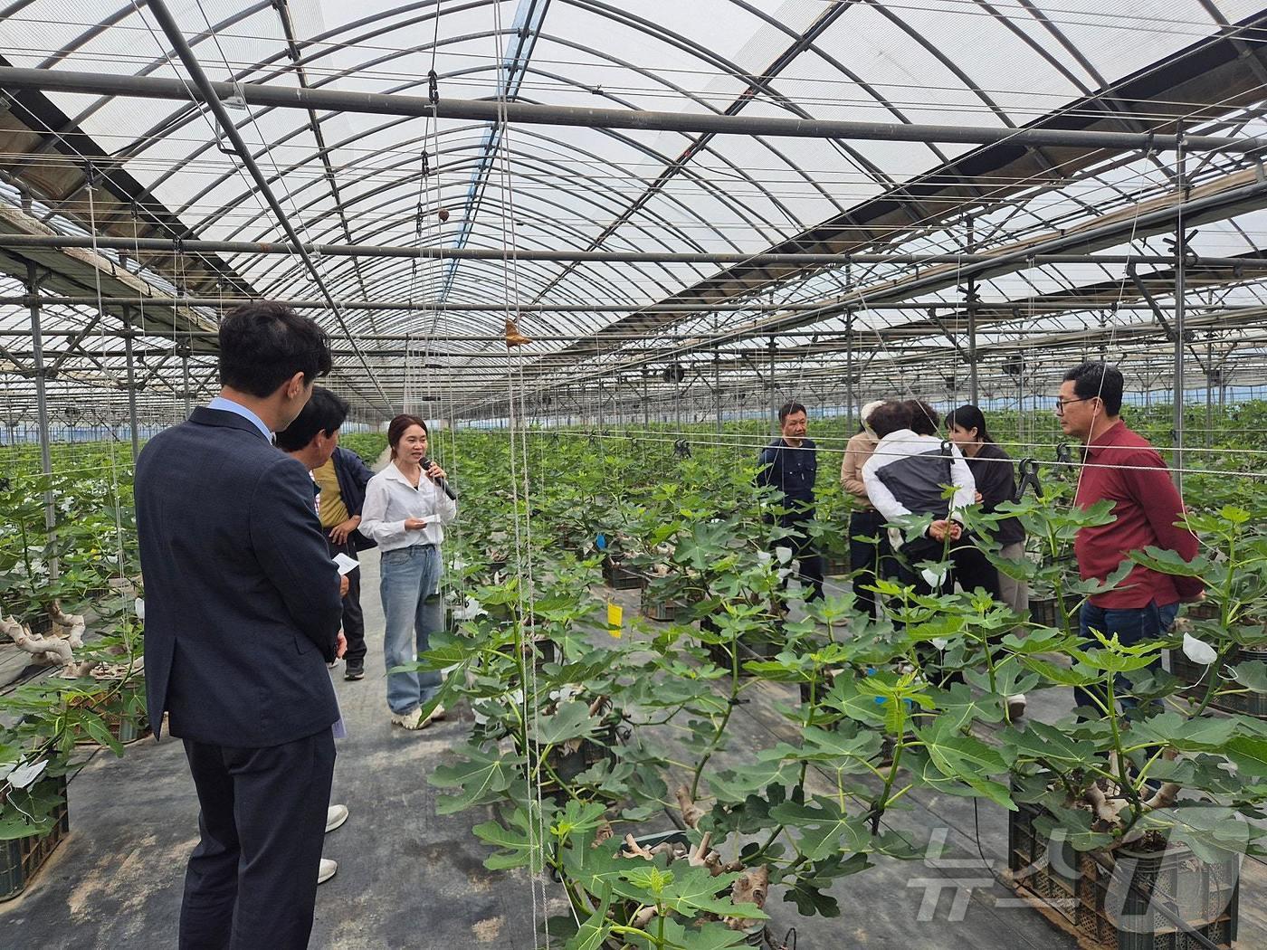 본문 이미지 - 지명심 영암군 무화과연구팀장의 농업기술 지도 현장. (영암군 제공. 재판매 및 DB금지) /뉴스1 