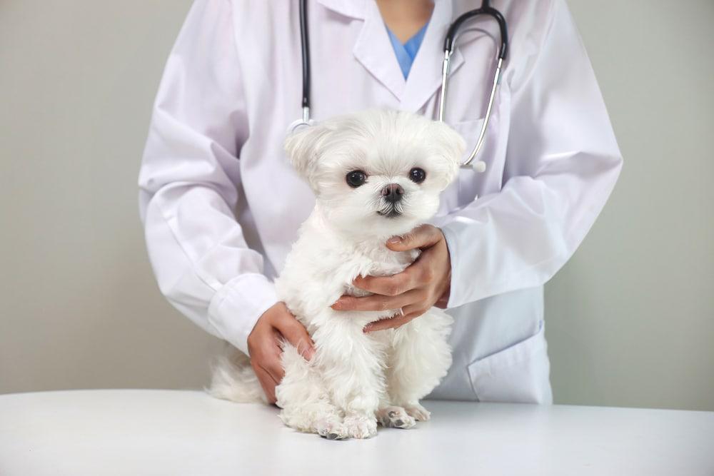 본문 이미지 - 본동물의료센터 안양점은 최근 건강검진 중 간 종양이 발견된 13살 말티즈의 수술을 성공적으로 마쳤다고 밝혔다(클립아트코리아, 사진은 기사 내용과 무관함). ⓒ 뉴스1