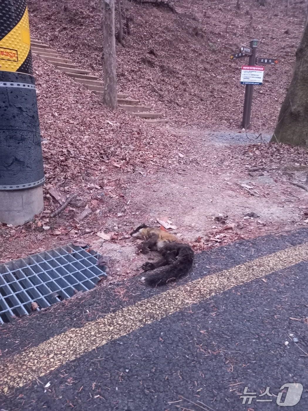 본문 이미지 - 23일 보문산 산책로에서 발견된 멸종위기종 담비 사체(독자 제공) /뉴스1