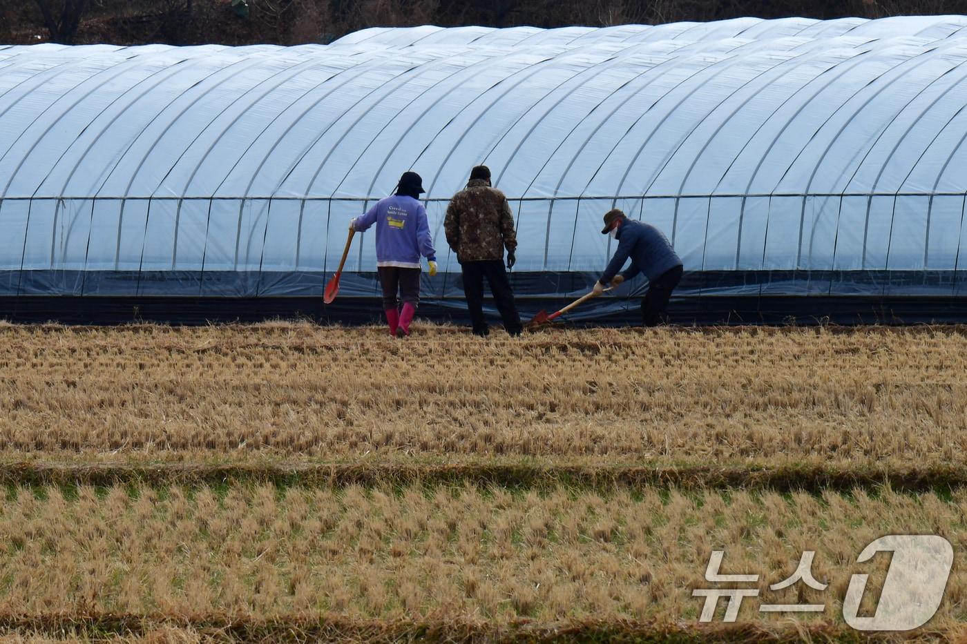 본문 이미지 - 경북 경주시 강동면 들녘에서 농민들이 비닐하우스를 정비하고 있다. ⓒ 뉴스1 최창호 기자