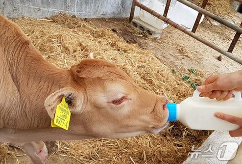 본문 이미지 - 성주군 초유은행 송아지 제공(성주군 제공. 재판매 및 DB금지)/뉴스1