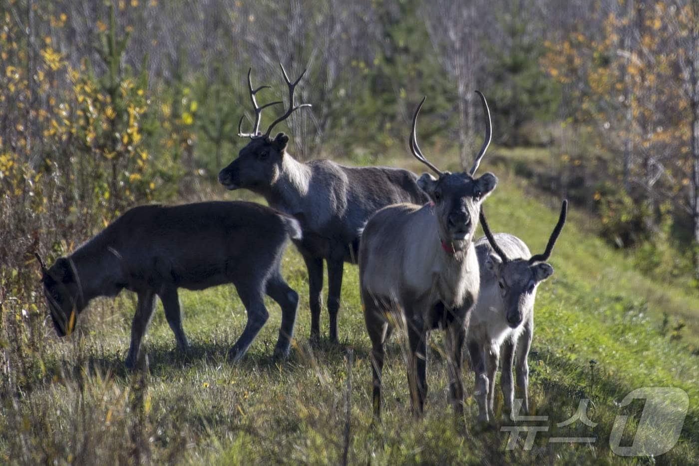 핀란드 로바니에미 인근 도로 옆에 서 있는 순록들. 2022.10.7./뉴스1 ⓒ AFP=뉴스1 ⓒ News1 이창규 기자