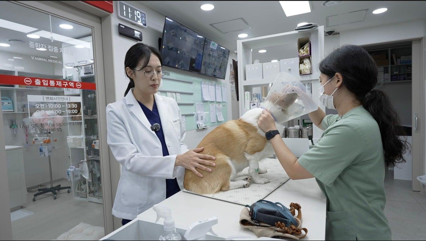 SBS 라이프 최고의 수의사들 한 장면 ⓒ 뉴스1