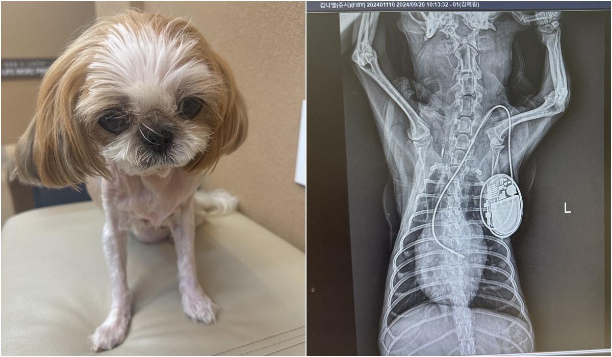 본문 이미지 - 2024년 하루 수십 번 실신으로 더케어동물의료센터에서 페이스메이커 삽입 수술을 받은 반려견 '쥬시'(동물병원 제공) ⓒ 뉴스1