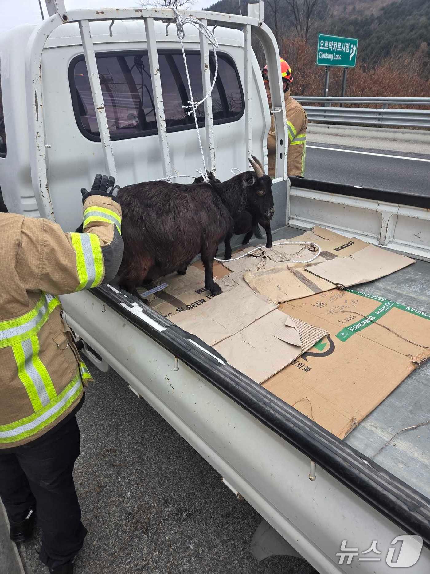 본문 이미지 - 23일 중앙고속도로 춘천휴게소 인근에서 포획된 염소.(강원도소방본부 제공, 재판매 및 DB 금지) 2025.12.23/뉴스1