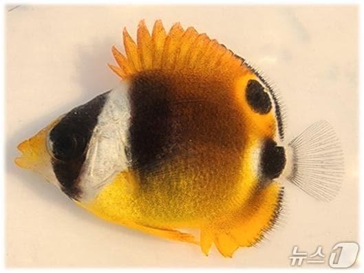 본문 이미지 - 부산 기장 연안에서 발견되는 대표적 아열대종 중 하나인 물나비고기 (수과원 제공. 재판매 및 DB금지)