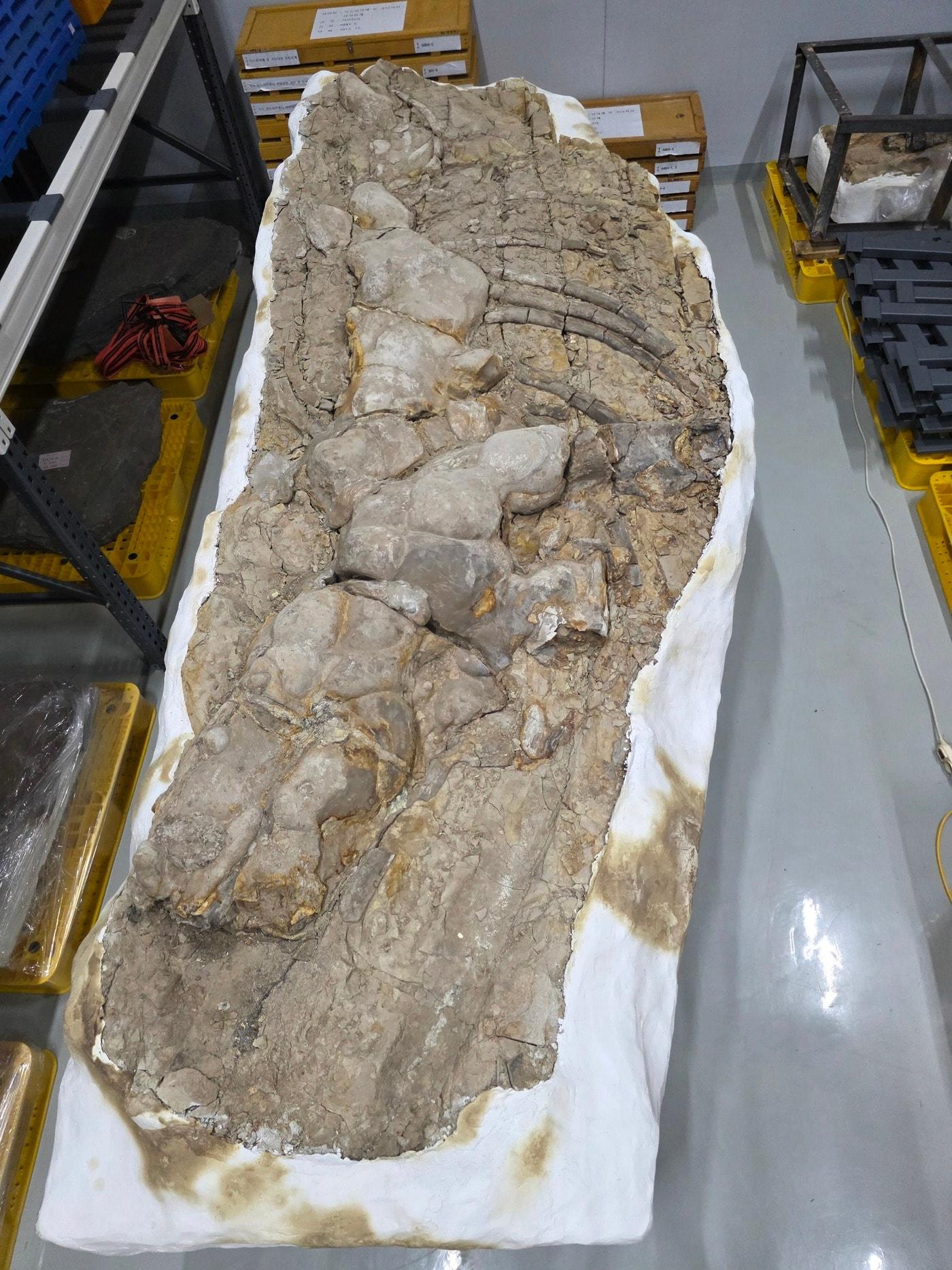 본문 이미지 - 포항 신생대 두호층 고래화석 전체 모습(국가유산청 제공)